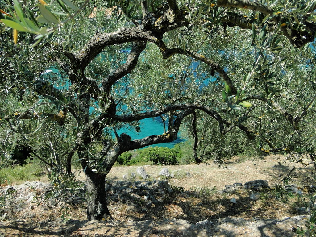 Apartamento Winery Bacic