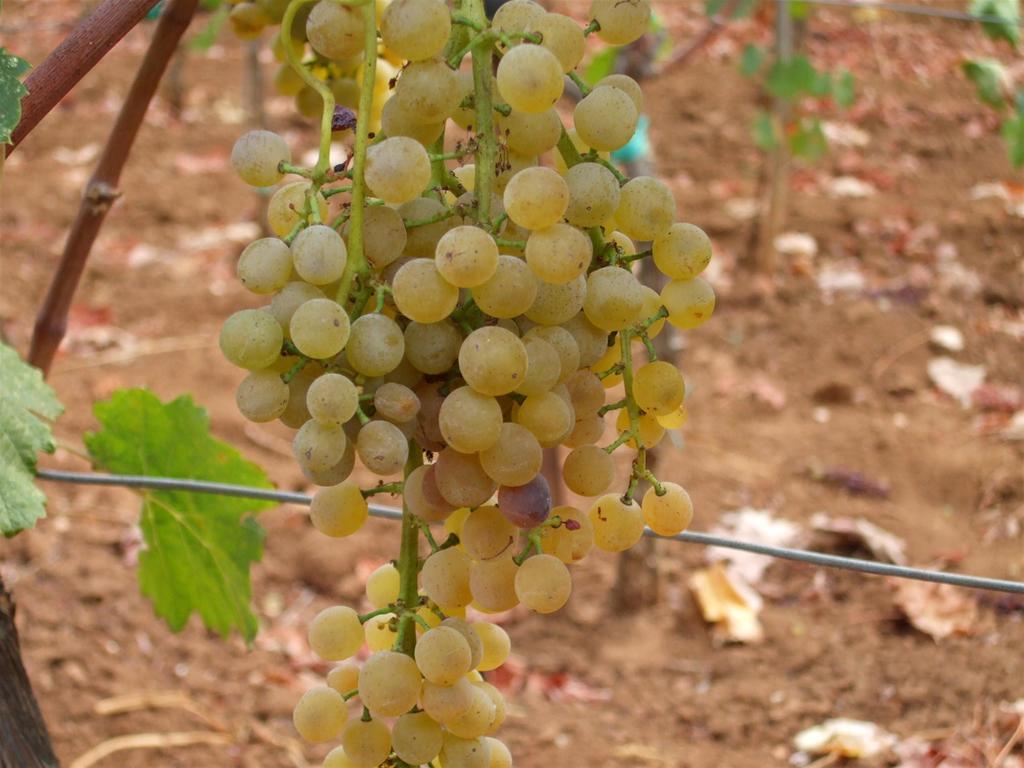 Winery Bacic