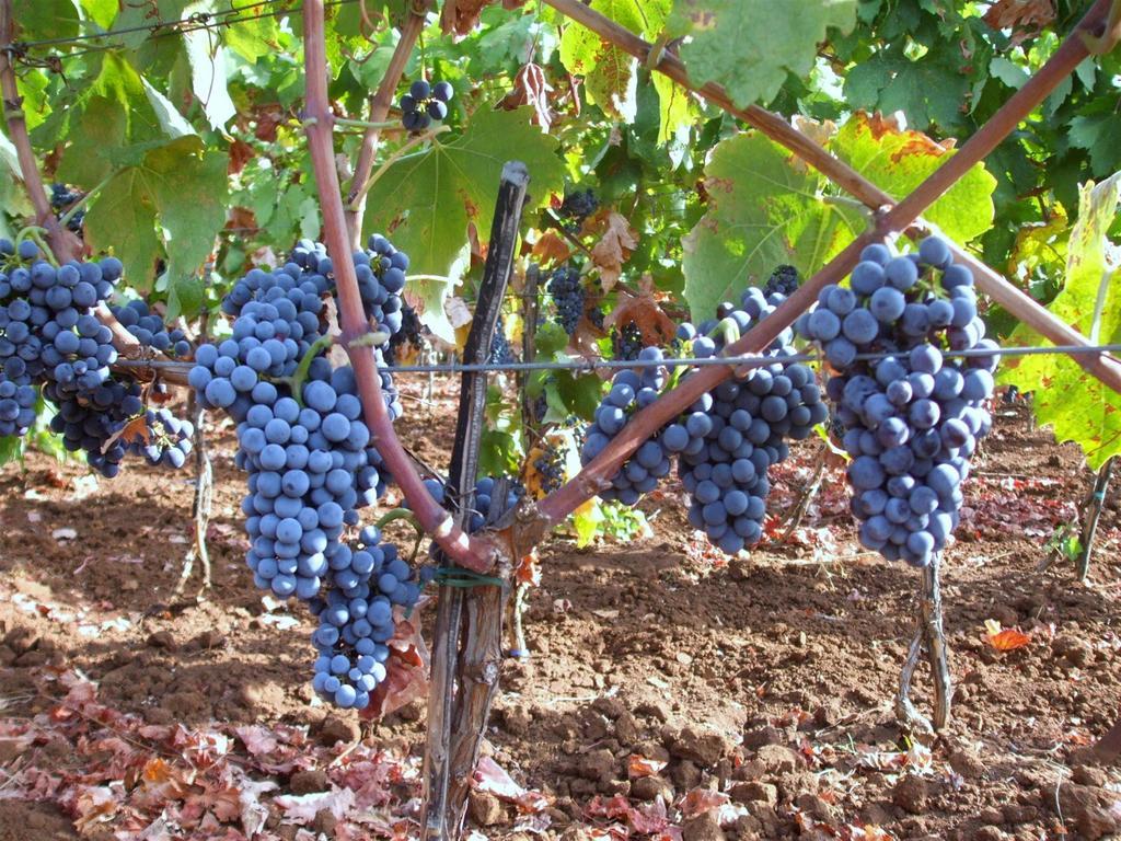 Apartman Winery Bacic Blato (Korcula)